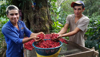 Thumbnail for SPECIALTY1 - Nicaraguan 