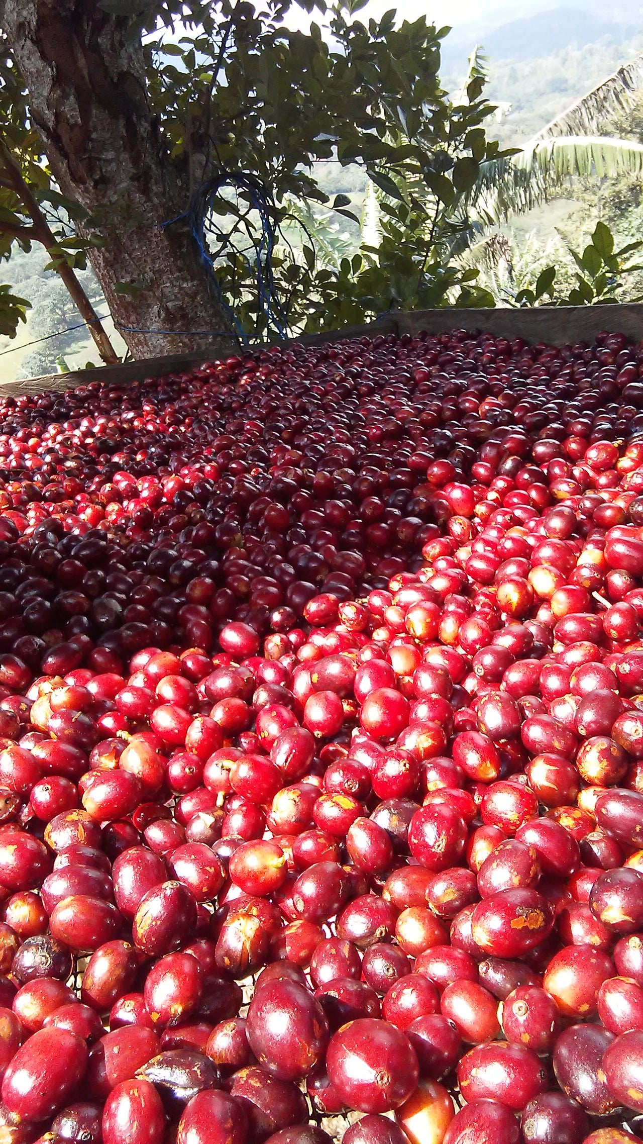 SPECIALTY1 - Nicaraguan "Brix Breaker"
